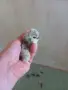 Пиленца копринки , снимка 3