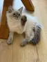 Невска маскарадна котка , снимка 1