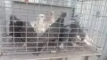 Продавам гълъби Мардини-Турски млади , снимка 4