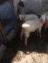 продавам ярета , снимка 3