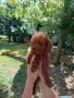 Пудел той/poodle toy, снимка 1