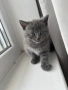 Британско коте, снимка 1