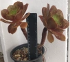 Еониум (Aeonium sp.), сукулентно растение, снимка 1