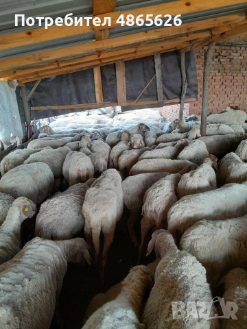 Продавам овце  , снимка 8 - За селскостопански - 55016659