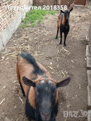 продавам ярета , снимка 2 - Кози - 54105093