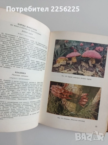 Диворастящи и култивирани гъби, снимка 4 - Специализирана литература - 55104503