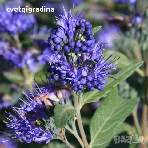 Caryopteris ‘Heavenly Blue'(Кариоптерис ‘Небесносин’)