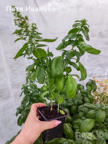 Босилек ocimum basilicum, снимка 2 - Градински цветя и растения - 55630541