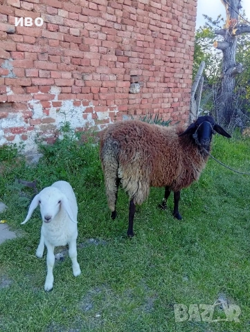 овце, снимка 7 - Овце - 54346374