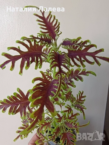 Колеус Скелетон, coleus skeletal/skeleton