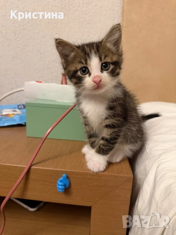 Котенца си търсят дом!