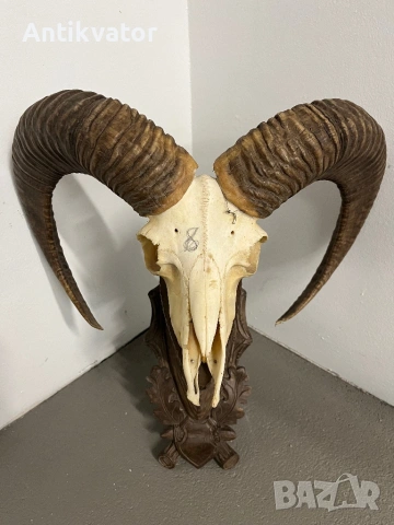 Трофеи от муфлони, снимка 5 - Декорация за дома - 54321341