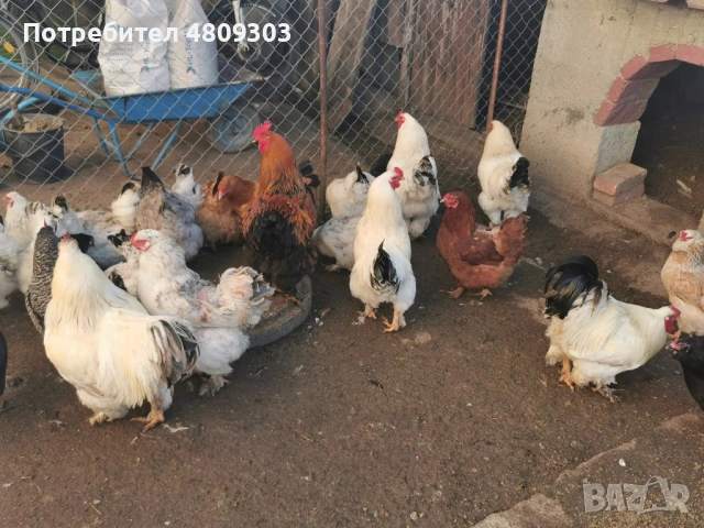 Кокошки, снимка 10 - Кокошки и пуйки - 54408784