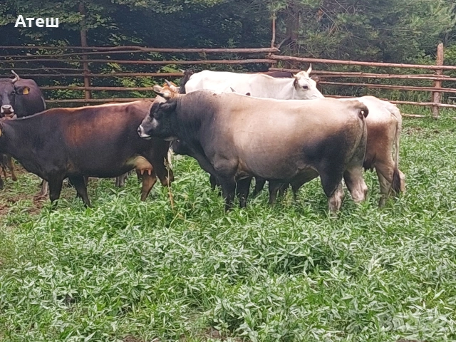 бикове и крави за продан