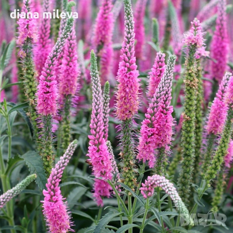 Розова Вероника, Veronica spicata ‘Anniversary Rose’, снимка 2 - Градински цветя и растения - 54139863