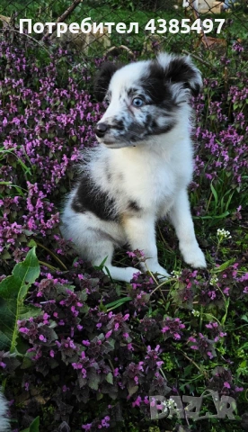 Момче Шелти