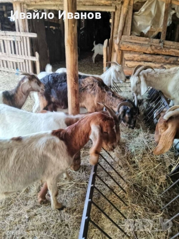 Продавам кози - СПЕШНО