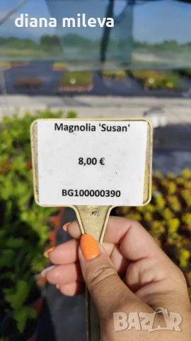   Магнолия Сюзън, Magnolia Susan, снимка 4 - Градински цветя и растения - 54805757
