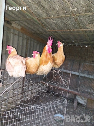 Продавам жълт легхорн, снимка 3 - Кокошки и пуйки - 54639162