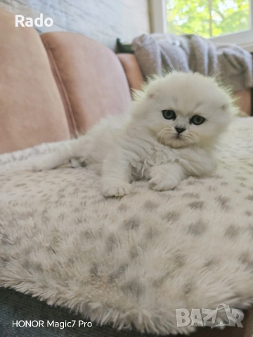 Клепоухи и правоухи сребърни чинчили