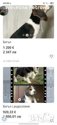 Продавам бебе бийгъл, снимка 2 - Бигъл - 54784932