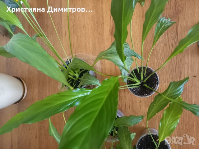 Спатисфилум, снимка 2 - Стайни растения - 54180860