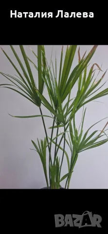Водна палма, циперус, cyperus alternifolius Big form