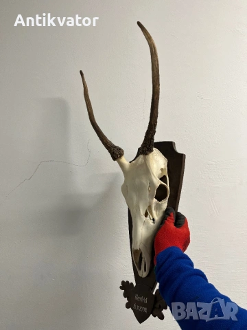 Много красив шилар, снимка 3 - Други - 54240918