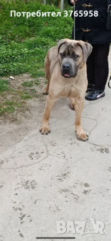 Кане корсо с родословие