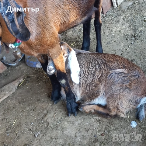 продавам 3 кози и 5 ярета, снимка 6 - Кози - 54900014