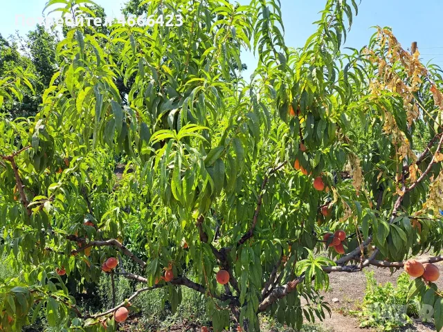 Продава двуетажна масивна къща, снимка 8 - Къщи - 55481989