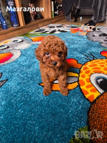 Продавам Той Пудел