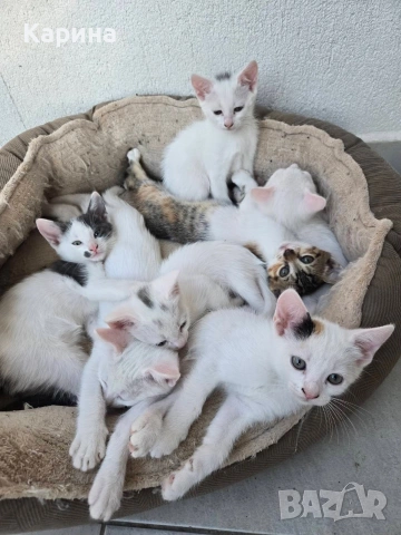 Подарявам малки котенца