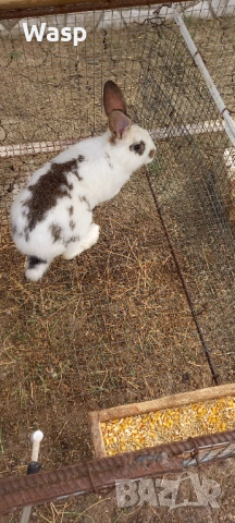 Продавам или заменям , снимка 2 - Чинчили - 54206092