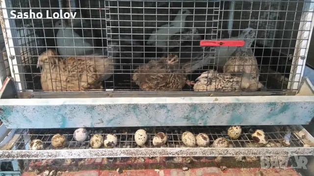  Пъдпъдъчи яйца за люпене, снимка 9 - Кокошки и пуйки - 55470196