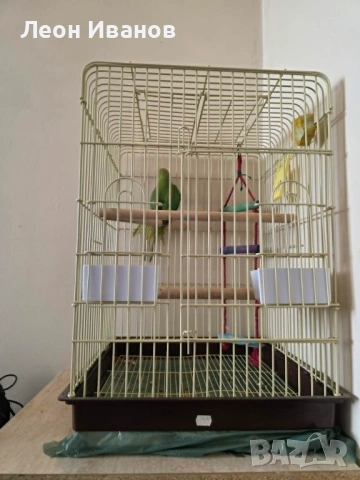 Продавам папагал Александър – мъжки + нова клетка, снимка 2 - Папагали - 54653131