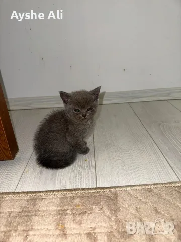 🐱 Продават се 3 прекрасни котета 🐱, снимка 4 - Британска късокосместа - 55698564
