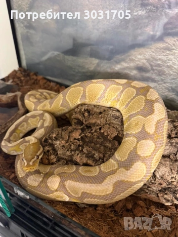 Кралски питон мъжки и женски
