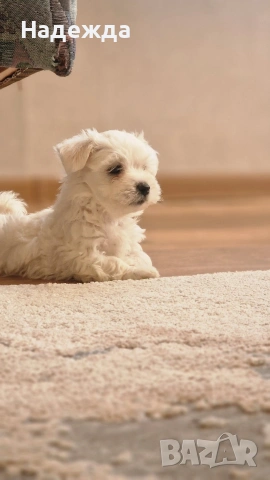 Малтийска болонка , снимка 5 - Болонка - 54257659