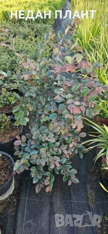 Лоропеталум/Loropetalum, снимка 2 - Градински цветя и растения - 55686421