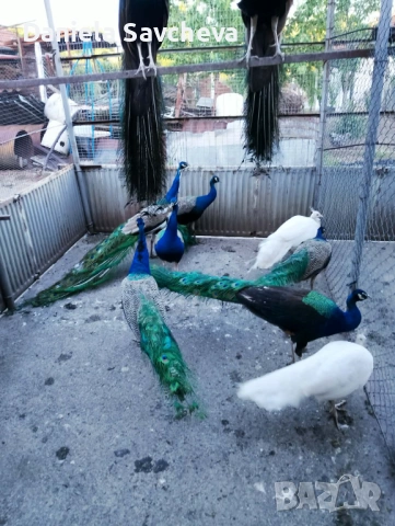 Пауни, снимка 5 - други­ - 54744449