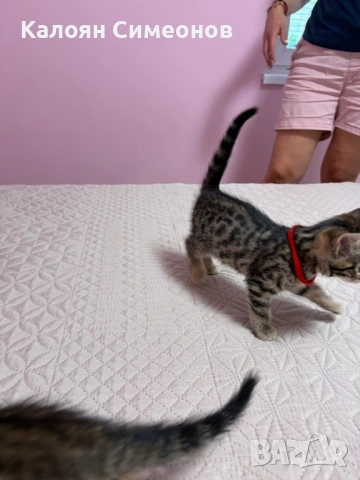 Бенгалски котета, снимка 9 - Бенгалски - 54357737