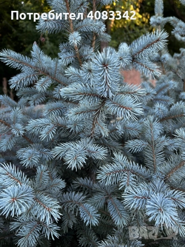 Сребрист Смърч Picea Pungens, снимка 2 - Градински цветя и растения - 55278269