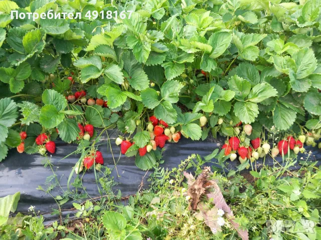 Разсад ягоди🍓👌🏻, снимка 2 - Сортови семена и луковици - 55656569