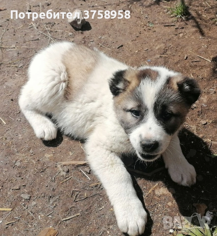 продавам алабаи , снимка 2 - Алабай - 54395622