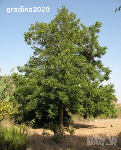 Разсад Орех Пекан, снимка 6 - Разсади - 47897139