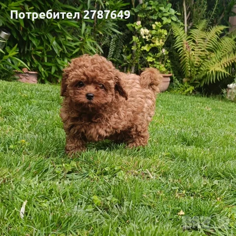 Той пудел момичета, снимка 5 - Пудели - 55404386