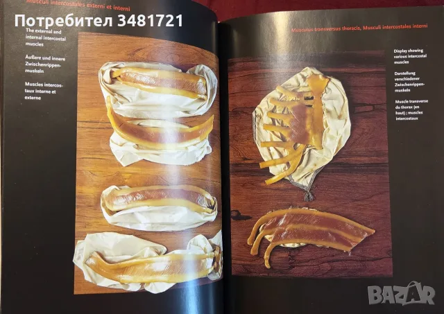 Encyclopaedia Аnatomica, снимка 9 - Специализирана литература - 55361424
