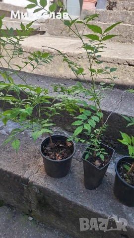 Продавам растение Текома (Кампсис), снимка 3 - Градински цветя и растения - 55056948