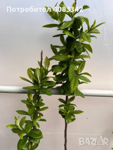 Мушмула, снимка 3 - Градински цветя и растения - 53897904